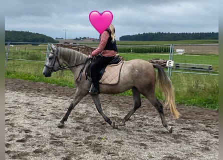 Deutsches Reitpony Mix, Stute, 3 Jahre, 144 cm, Schimmel