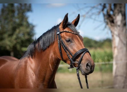 Deutsches Reitpony, Stute, 3 Jahre, 145 cm, Brauner