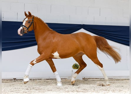 Deutsches Reitpony, Stute, 3 Jahre, 145 cm, Fuchs