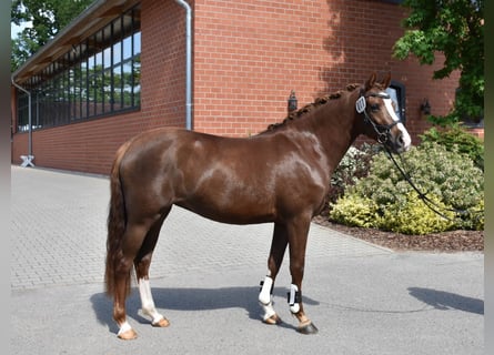 Deutsches Reitpony, Stute, 3 Jahre, 145 cm, Fuchs