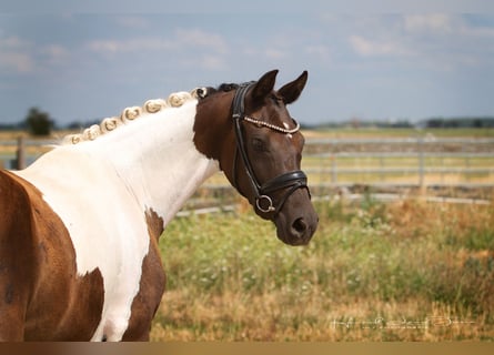 Deutsches Reitpony, Stute, 3 Jahre, 145 cm, Tobiano-alle-Farben