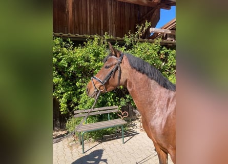 Deutsches Reitpony, Stute, 3 Jahre, 146 cm, Brauner
