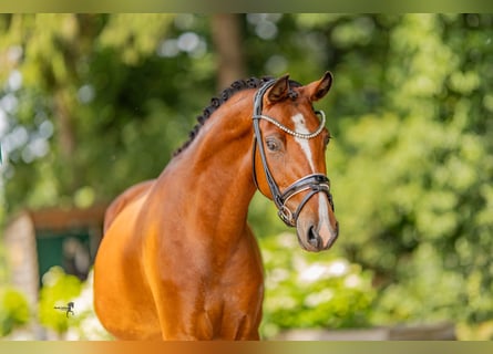 Deutsches Reitpony, Stute, 3 Jahre, 146 cm, Brauner