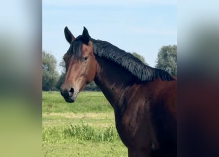 Deutsches Reitpony, Stute, 3 Jahre, 146 cm, Brauner