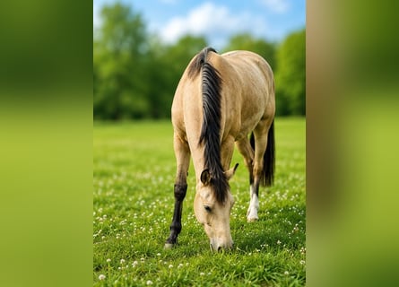 Deutsches Reitpony, Stute, 3 Jahre, 146 cm, Buckskin