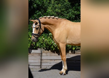 Deutsches Reitpony, Stute, 3 Jahre, 146 cm, Dunalino
