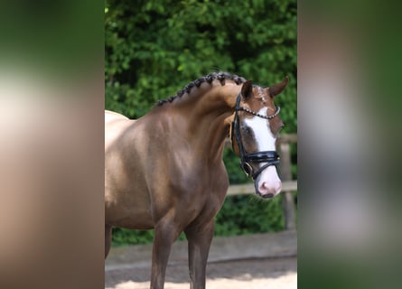 Deutsches Reitpony, Stute, 3 Jahre, 146 cm, Dunkelfuchs