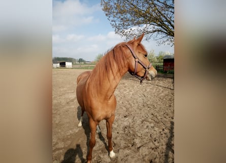 Deutsches Reitpony, Stute, 3 Jahre, 146 cm, Fuchs