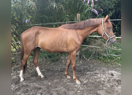 Deutsches Reitpony, Stute, 3 Jahre, 146 cm, Fuchs