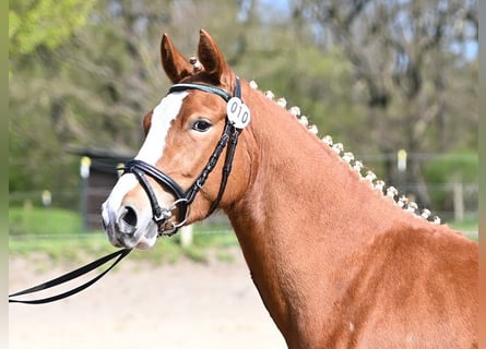 Deutsches Reitpony, Stute, 3 Jahre, 146 cm, Fuchs
