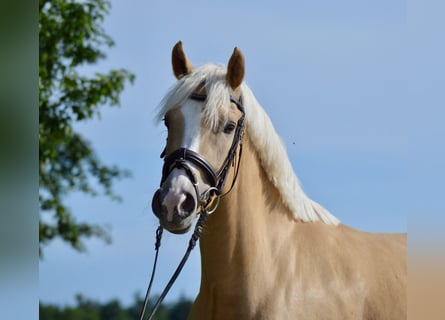 Deutsches Reitpony, Stute, 3 Jahre, 146 cm, Palomino