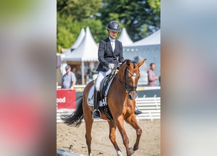 Deutsches Reitpony, Stute, 3 Jahre, 147 cm, Brauner