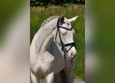 Deutsches Reitpony, Stute, 3 Jahre, 147 cm, Cremello