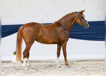 Deutsches Reitpony, Stute, 3 Jahre, 147 cm, Dunkelfuchs