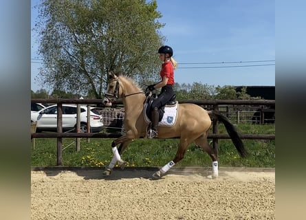 Deutsches Reitpony, Stute, 3 Jahre, 147 cm, Falbe