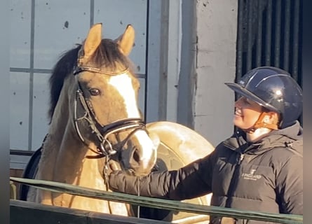 Deutsches Reitpony, Stute, 3 Jahre, 147 cm, Falbe