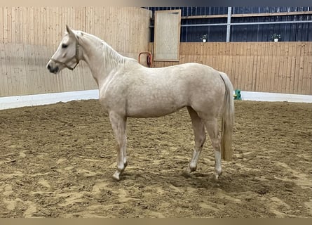 Deutsches Reitpony, Stute, 3 Jahre, 147 cm, Palomino