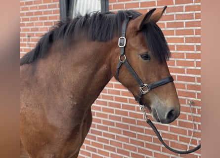 Deutsches Reitpony Mix, Stute, 3 Jahre, 148 cm, Brauner