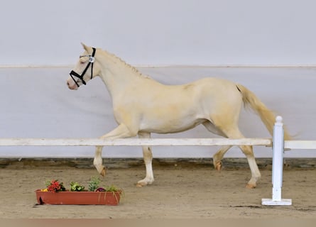 Deutsches Reitpony, Stute, 3 Jahre, 148 cm, Cremello