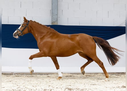 Deutsches Reitpony, Stute, 3 Jahre, 148 cm, Fuchs