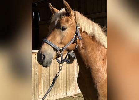 Deutsches Reitpony Mix, Stute, 3 Jahre, 148 cm, Fuchs