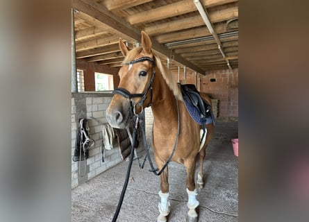 Deutsches Reitpony Mix, Stute, 3 Jahre, 148 cm, Fuchs