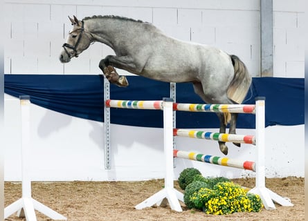 Deutsches Reitpony, Stute, 3 Jahre, 148 cm, Schimmel