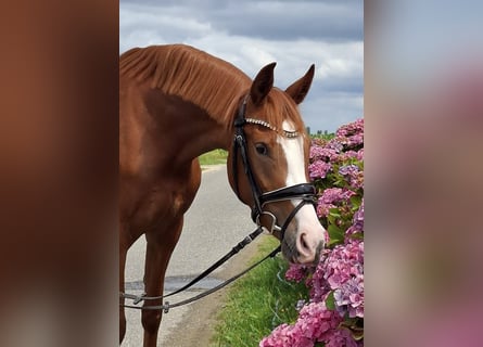 Deutsches Reitpony, Stute, 3 Jahre, 149 cm