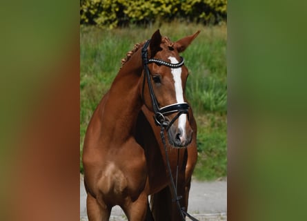 Deutsches Reitpony, Stute, 3 Jahre, 150 cm, Fuchs