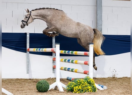 Deutsches Reitpony, Stute, 3 Jahre, 150 cm, Schimmel