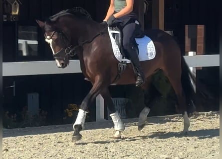 Deutsches Reitpony, Stute, 3 Jahre, 152 cm, Brauner