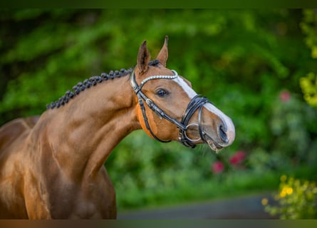 Deutsches Reitpony, Stute, 3 Jahre, 152 cm, Brauner