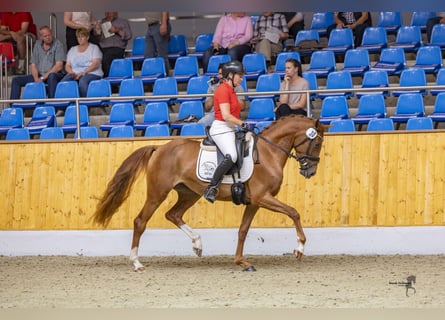 Deutsches Reitpony, Stute, 3 Jahre, 152 cm, Fuchs