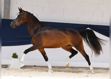 Deutsches Reitpony, Stute, 3 Jahre, 153 cm, Brauner
