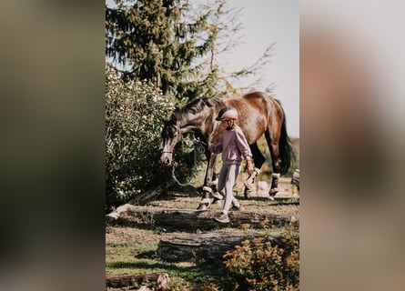 Deutsches Reitpony, Stute, 3 Jahre, 153 cm, Schwarzbrauner