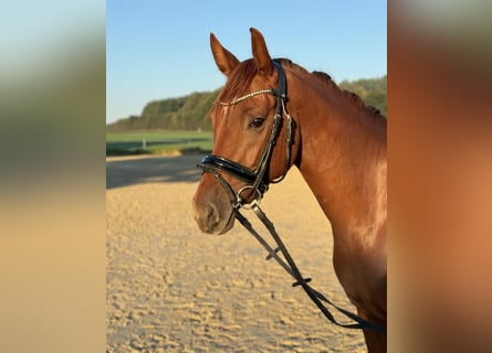 Deutsches Reitpony, Stute, 3 Jahre, 154 cm, Fuchs