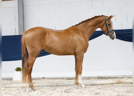Deutsches Reitpony, Stute, 3 Jahre, 157 cm, Fuchs