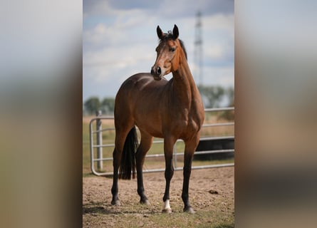 Deutsches Reitpony, Stute, 3 Jahre, 158 cm, Brauner