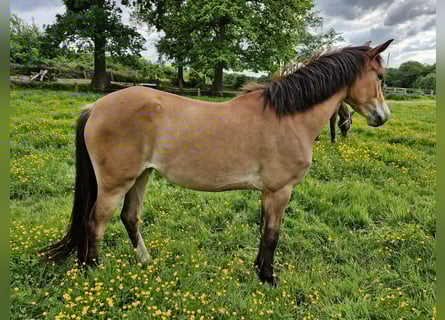 Deutsches Reitpony, Stute, 3 Jahre