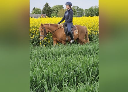 Deutsches Reitpony, Stute, 4 Jahre, 135 cm, Fuchs