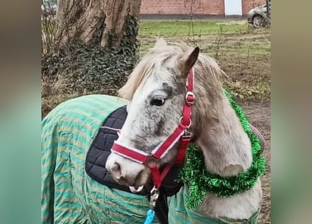 Deutsches Reitpony Mix, Stute, 4 Jahre, 135 cm, Tigerschecke