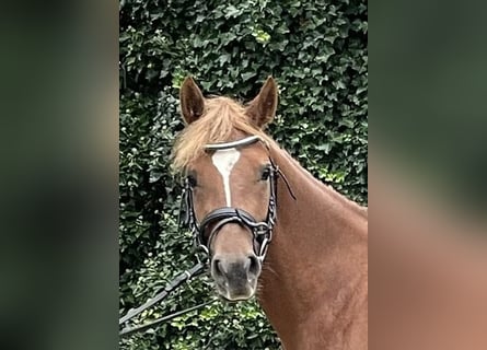 Deutsches Reitpony, Stute, 4 Jahre, 140 cm, Fuchs