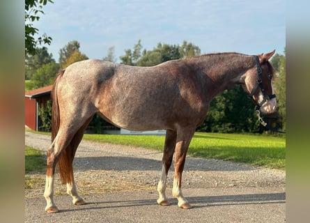 Deutsches Reitpony, Stute, 4 Jahre, 140 cm, Rotschimmel