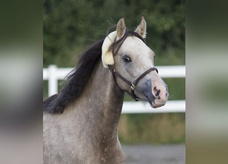 Deutsches Reitpony, Stute, 4 Jahre, 142 cm