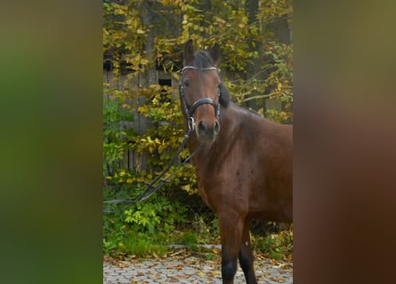 Deutsches Reitpony, Stute, 4 Jahre, 143 cm, Brauner