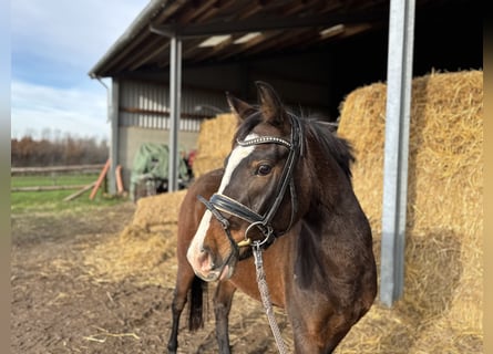 Deutsches Reitpony, Stute, 4 Jahre, 143 cm, Dunkelbrauner