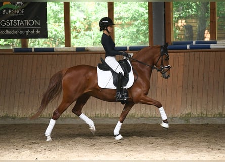 Deutsches Reitpony, Stute, 4 Jahre, 144 cm, Fuchs