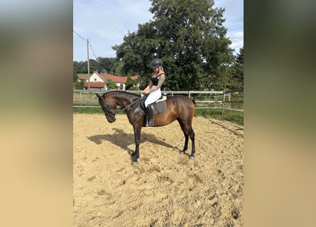Deutsches Reitpony, Stute, 4 Jahre, 145 cm, Brauner