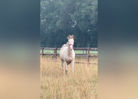 Deutsches Reitpony, Stute, 4 Jahre, 145 cm, Champagne