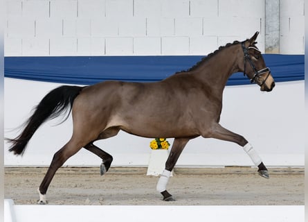 Deutsches Reitpony, Stute, 4 Jahre, 145 cm, Falbe